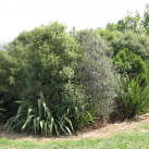 One of the clusters we planted. Cambridge Tree Trust